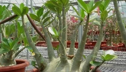 Virág Adenium videó ellátás, termesztési körülmények, a változás az otthoni, fotó és leírás (Adenium) Virág Adenium videó ellátás, termesztési körülmények, a változás az otthoni, fotók és leírás
