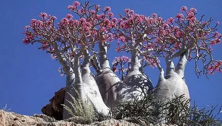Virág Adenium videó ellátás, termesztési körülmények, a változás az otthoni, egy fénykép és egy leírást (feltétel) Virág Adenium videó ellátás, termesztési körülmények, a változás az otthoni, fotók és leírás