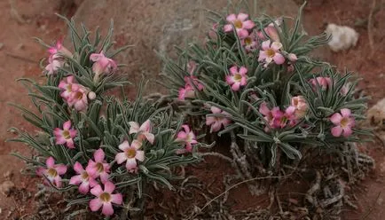 Virág Adenium videó ellátás, termesztési körülmények, a változás az otthoni, egy fénykép és egy leírást (feltétel) Virág Adenium videó ellátás, termesztési körülmények, a változás az otthoni, fotók és leírás