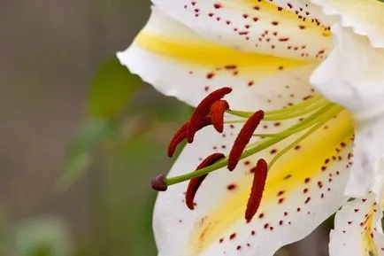 Pollen, mint összegyűjteni, mint egyedi szín pollen rasteniysvoy községben