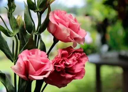 Virág eustoma fotó és leírás a termesztési feltételek