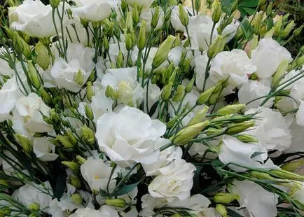 Virág eustoma fotó és leírás a termesztési feltételek
