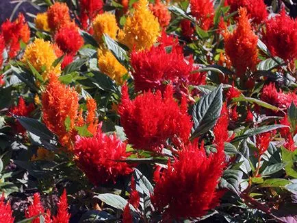 Virág celosia - növekvő magról; fotó celosia, celosia ültetés és gondozás a kertben; tollas celosia