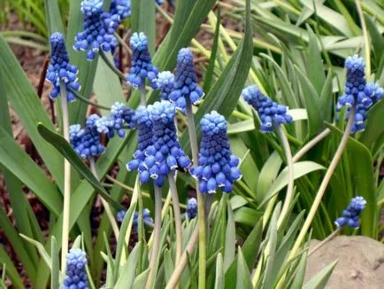 Muscari virág ültetés, gondozás és terjedése a nyílt terepen (Muscari ültetés és az ellátás szabadföldi) Muscari virág ültetés, gondozás és terjedése a nyílt terepen