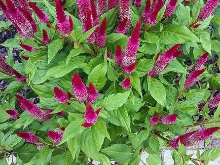 Virág celosia - növekvő magról; fotó celosia, celosia ültetés és gondozás a kertben; tollas celosia