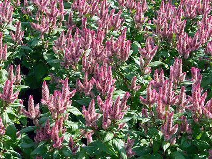 Virág celosia - növekvő magról; fotó celosia, celosia ültetés és gondozás a kertben; tollas celosia