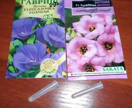 Eustoma virág, fotó, termesztés