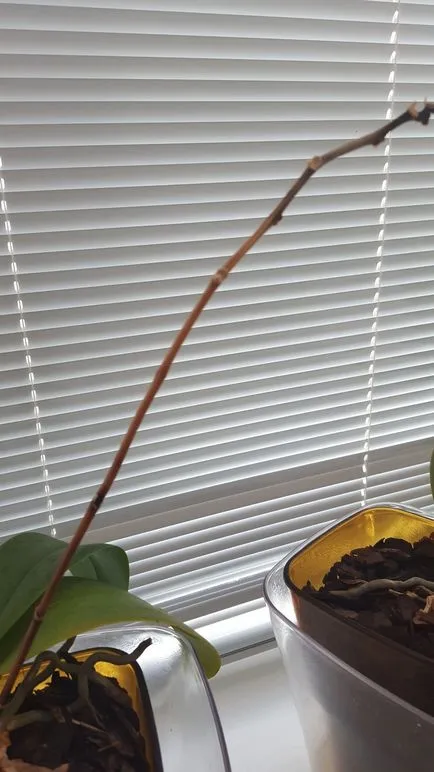 orchidea virág tüske
