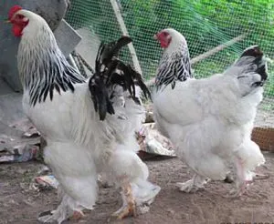 Miniatűr fajták csirkék a legjobb képviselői, fotó és leírás