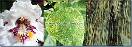 Catalpa fa - fotó, gondoskodás, termesztés, szaporítás és és ültető, a helyszínen a kertben, és a házi