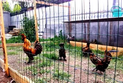Készíts egy helyet a tojótyúkok kezüket (szoba) Készíts egy helyet a tojótyúkok kezüket