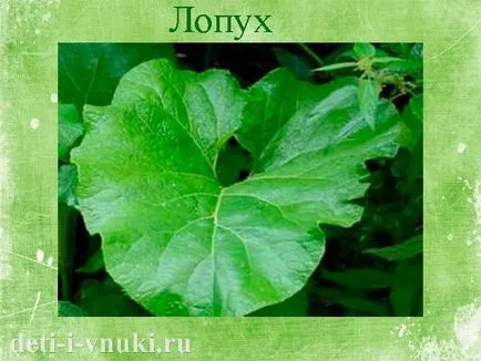 Gyermekeket gyógynövények, gyermekek és unokák