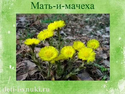 Gyermekeket gyógynövények, gyermekek és unokák