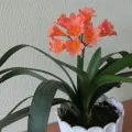 Otthoni amaryllis virág gondozás, fotók és videó (fotó) Otthoni amaryllis virág gondozás, fotó és videó