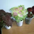 Otthoni amaryllis virág gondozás, fotók és videó (virág) Otthoni amaryllis virág gondozás, fotó és videó