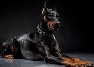 Dobermann jellegű, fajta leírás, árak kölykök, videók, vélemények kutyatulajdonos (dobermann fajta karakter) Dobermann jellegű, fajta leírás, árak kölykök, videók, vélemények a tulajdonosok a kutyák