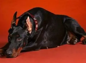 Dobermann jellegű, fajta leírás, árak kölykök, videók, vélemények kutyatulajdonos (mennyi egy kutya dobermann) Dobermann jellegű, fajta leírás, árak kölykök, videók, vélemények a tulajdonosok a kutyák