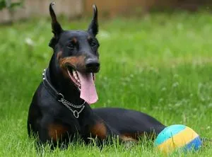 Dobermann jellegű, fajta leírás, árak kölykök, videók, vélemények kutyatulajdonos (dobermann fajta leírását a karakter) Dobermann jellegű, fajta leírás, árak kölykök, videók, vélemények a tulajdonosok a kutyák