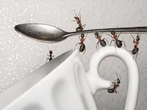 Háztartási hangyák a lakásban okaik, hogyan kell kezelni őket és megelőző intézkedések (lakás) Háztartási hangyák a lakásban okaik, hogyan kell kezelni őket, és a megelőző intézkedések