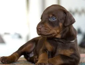 Dobermann jellegű, fajta leírás, árak kölykök, videók, vélemények kutyatulajdonos (a költségek egy kölyök dobermann) Dobermann jellegű, fajta leírás, árak kölykök, videók, vélemények a tulajdonosok a kutyák