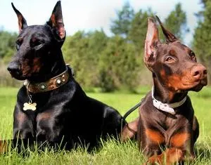 Dobermann jellegű, fajta leírás, árak kölykök, video, valódi tulajdonosai kutyák (kölykök Doberman ár) Dobermann jellegű, fajta leírás, árak kölykök, videók, vélemények a tulajdonosok a kutyák