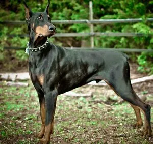 Dobermann jellegű, fajta leírás, árak kölykök, video, valódi tulajdonosai kutyák (kutyafajta Doberman video) Dobermann jellegű, fajta leírás, árak kölykök, videók, vélemények a tulajdonosok a kutyák