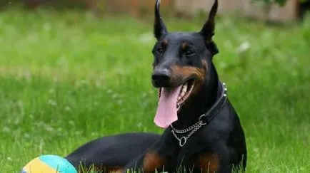 Doberman történelem, karakter, és a standard funkciók a tartalom (fotók és videó)