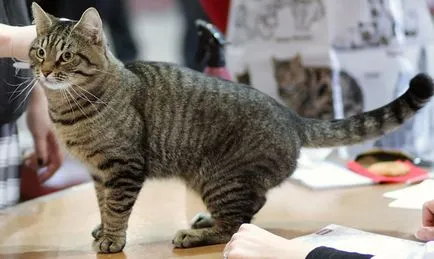 Pet macska macska