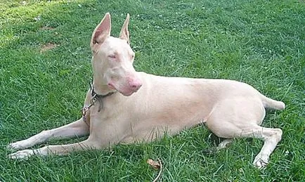 Doberman teljes jellemzése sziklák, különös tartalom