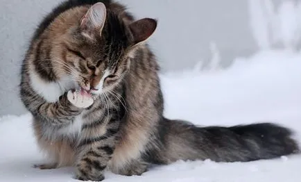 Pet macska macska