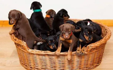 Doberman - jellemző a fajta, leírása