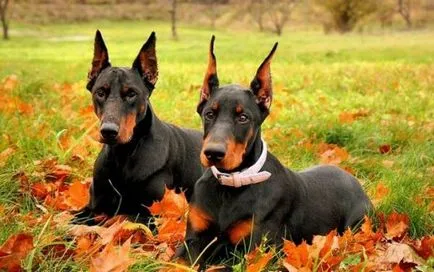 Doberman történelem, karakter, és a standard funkciók a tartalom (fotók és videó)