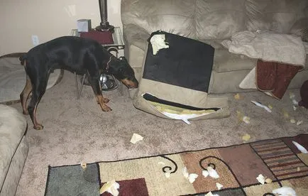 Doberman teljes jellemzése sziklák, különös tartalom
