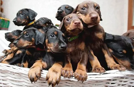 Doberman teljes jellemzése sziklák, különös tartalom