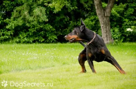 Dobermann fajta leírás, kutyák jellegűek, az ár a kölykök, fotók