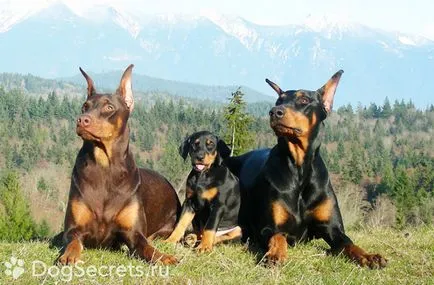 Dobermann fajta leírás, kutyák jellegűek, az ár a kölykök, fotók
