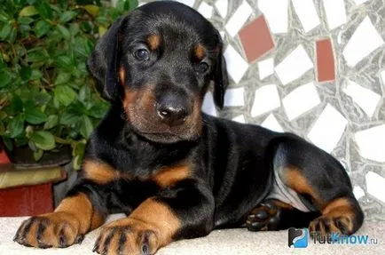 Dobermann kutyafajta leírás, az ár a kölykök