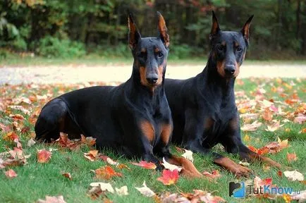 Dobermann kutyafajta leírás, az ár a kölykök
