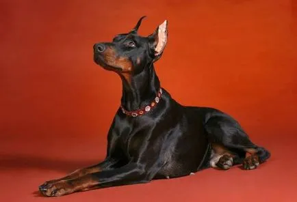 Doberman történelem, karakter, és a standard funkciók a tartalom (fotók és videó)