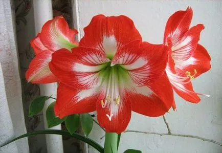Otthoni amaryllis virág gondozás, fotók és videó (fotó) Otthoni amaryllis virág gondozás, fotó és videó