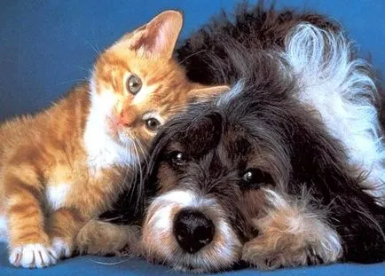 Pet macska macska