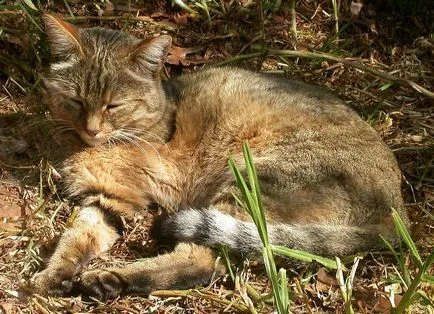 Pet macska macska