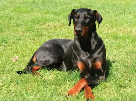 Doberman - jellemző a fajta, leírása