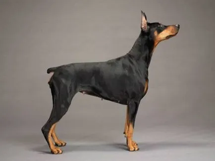 Doberman történelem, karakter, és a standard funkciók a tartalom (fotók és videó)