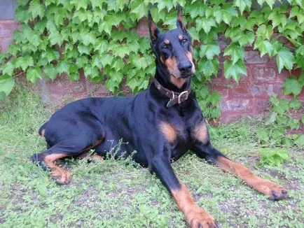 Doberman történelem, karakter, és a standard funkciók a tartalom (fotók és videó)