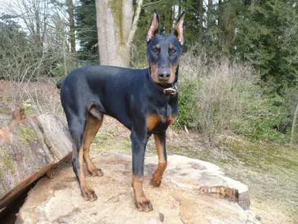 Doberman történelem, karakter, és a standard funkciók a tartalom (fotók és videó)