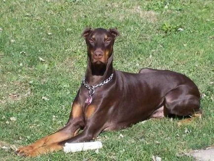 Doberman történelem, karakter, és a standard funkciók a tartalom (fotók és videó)