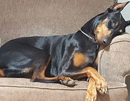 Doberman teljes jellemzése sziklák, különös tartalom