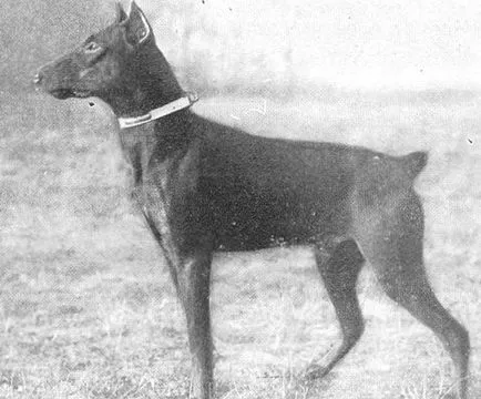 Doberman teljes jellemzése sziklák, különös tartalom