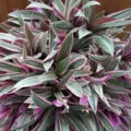 Dracaena reprodukció